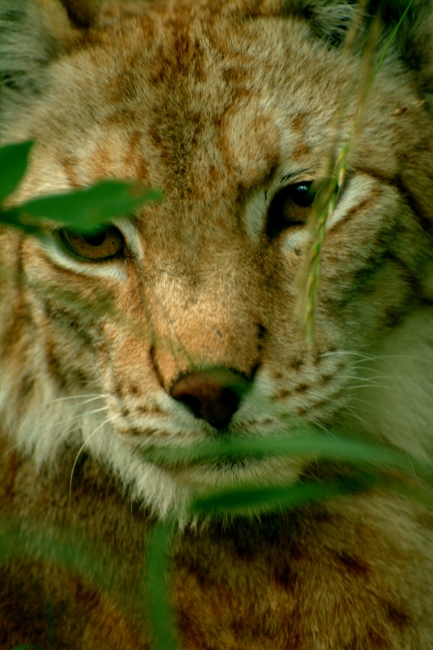 La lince nell'' Appennino centrale